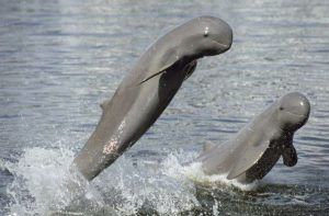 Besides Satapada, Irrawaddy Dolphins sighted in new areas of Chilika lake